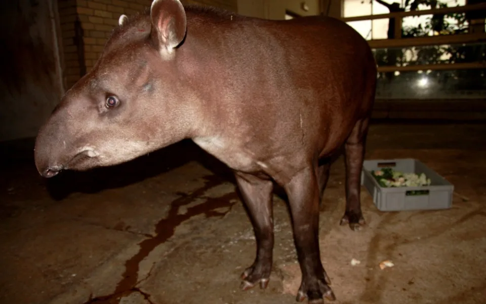 Liberecká zoo má opět ve svém chovu tapíra jihoamerického. Foto: ZOO Liberec