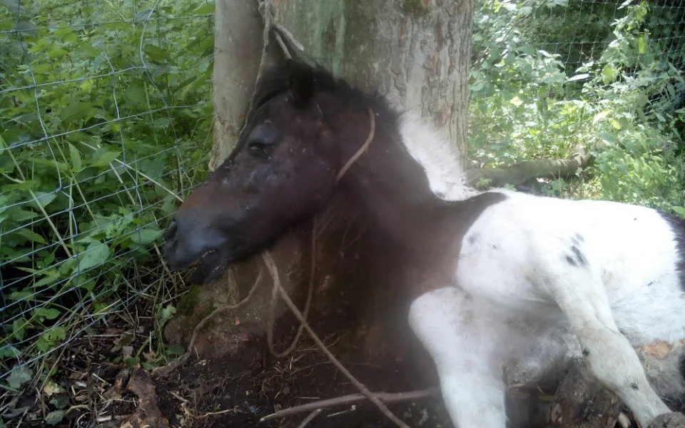 Takhle dopadl poník po řádění tyrana. Foto: Policie ČR