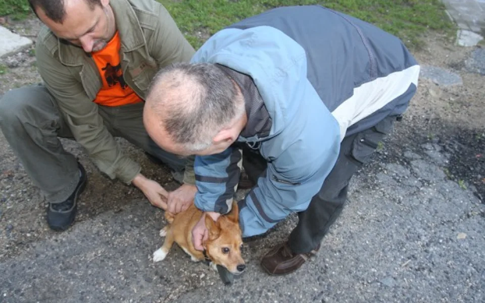 Veterináři bez hranic opět naočkují psy libereckých bezdomovců