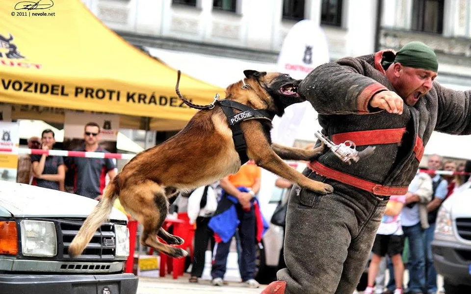 Cash. Foto: MP Liberec