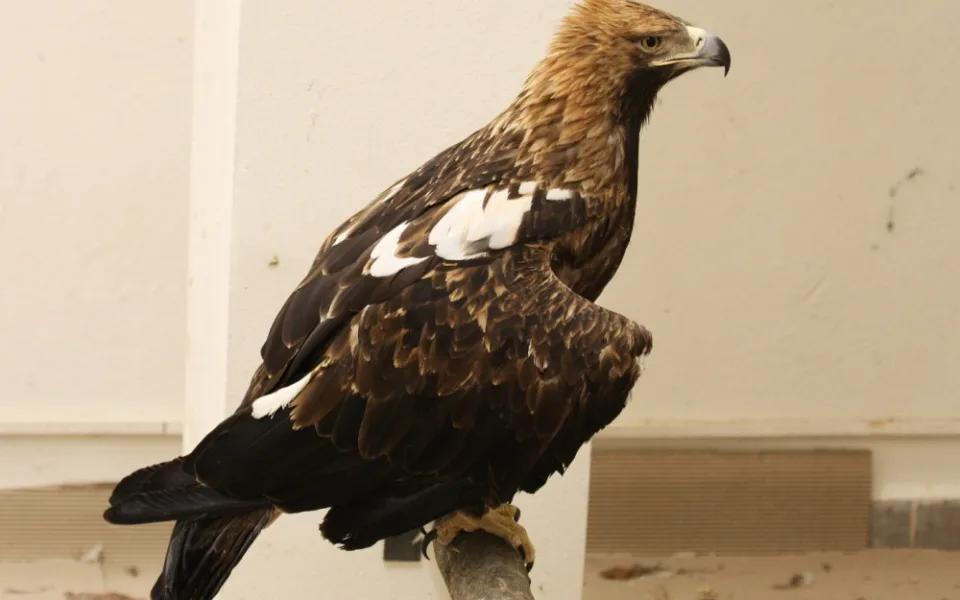 Liberecké zoo získala tři ohrožené orly z Izraele