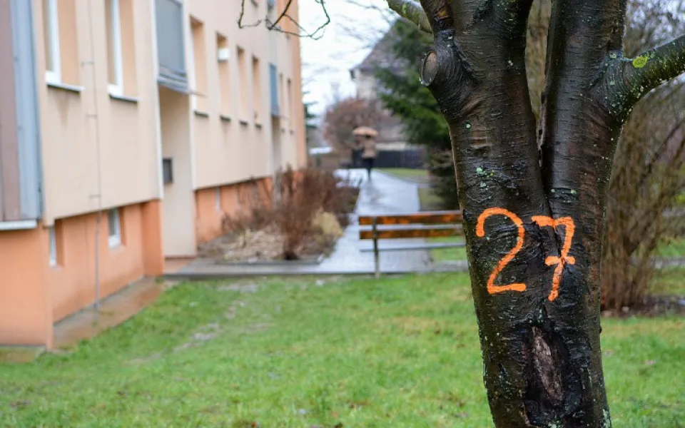 Na sídlišti Gagarinova se bude kácet, padne víc než 100 stromů