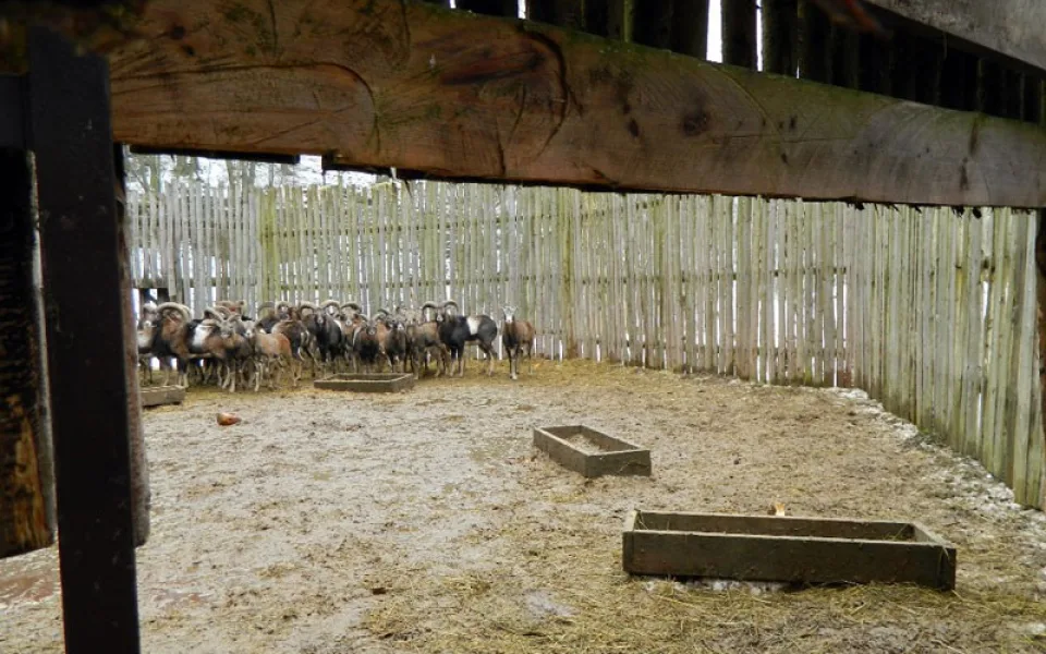 Muflony z obory Vřísek u České Lípy čeká stěhování do Bulharska