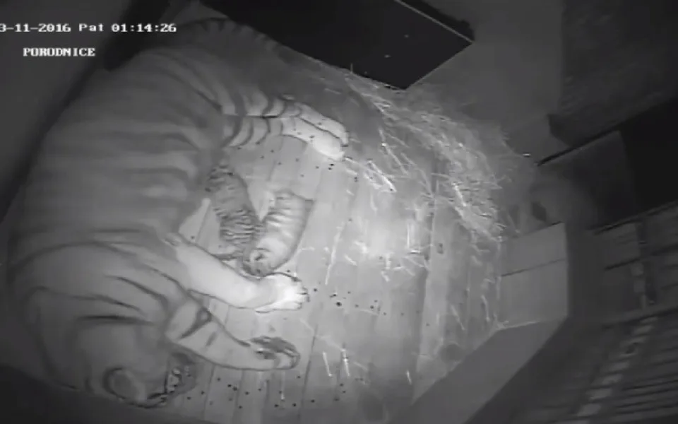 Tygří mláďata se mají k světu, přísun mléka z nich dělá nemotorné válečky