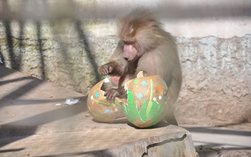 Zvířata v liberecké zoo slavila Velikonoce. Dostala papírová vejce s dobrotami