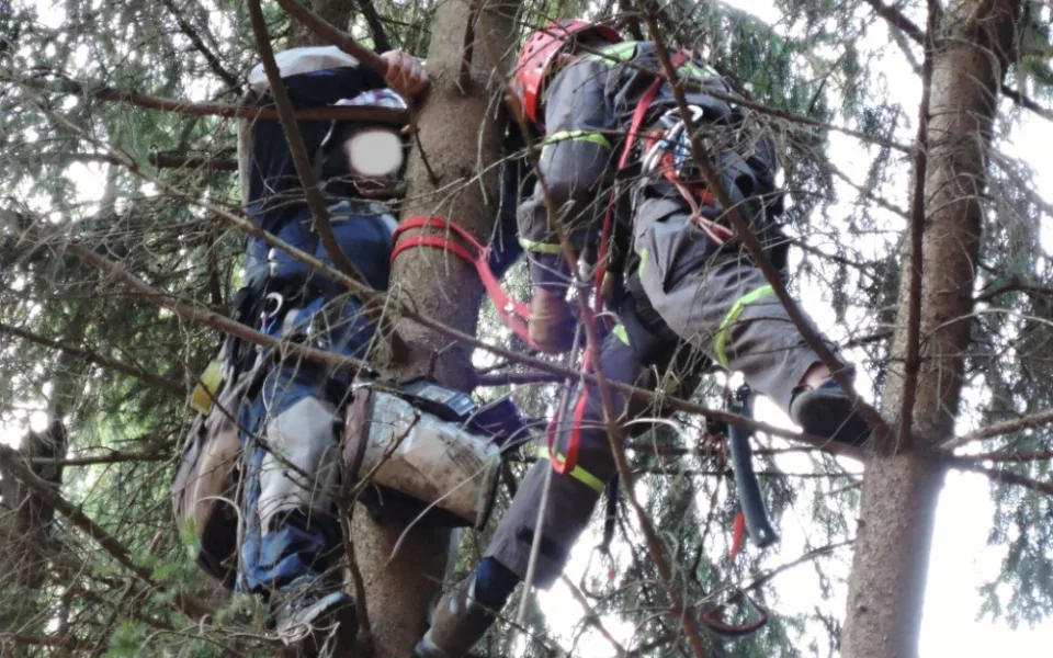 Hasiči sundávali bezmocného paraglidistu ze stromu