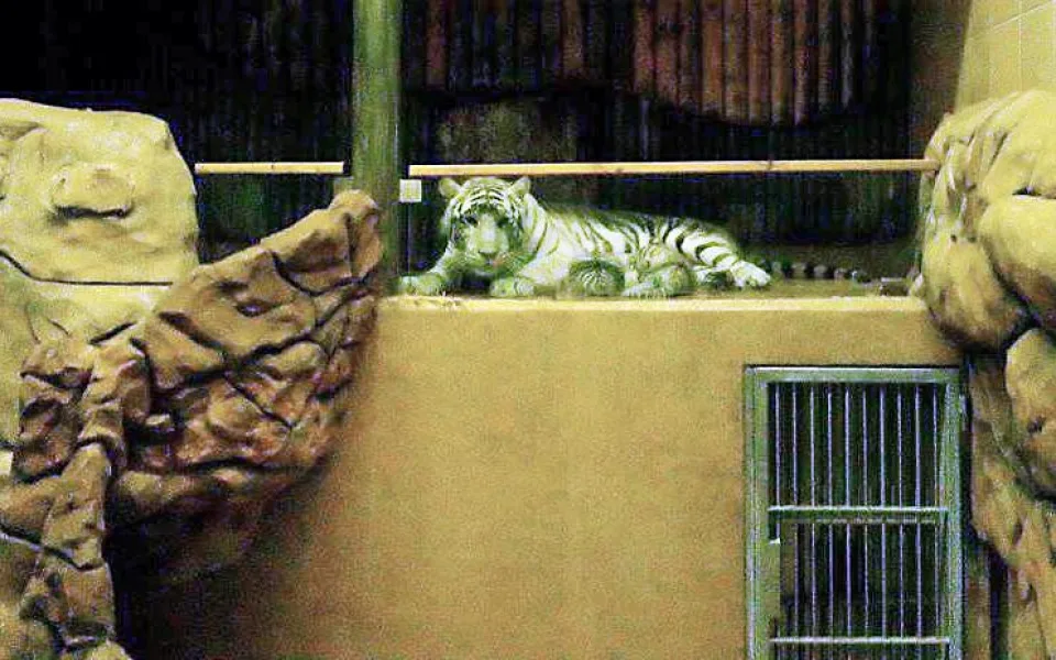 Tygřata v liberecké zoo se už začínají vydávat ven do expozice