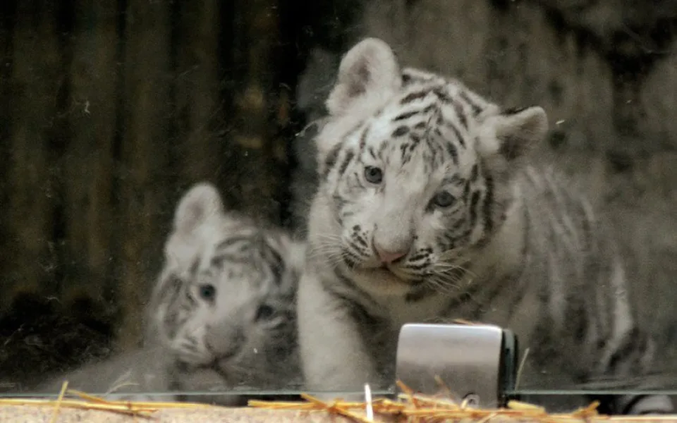 Tygřata v liberecké ZOO.