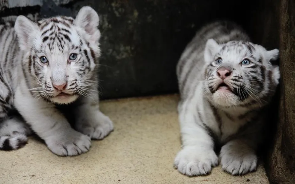 Návštěvníci liberecké zoo už mohou vidět pár mláďat bílých tygrů