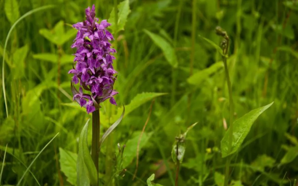 Na louce v Jizerských horách rozkvetly vzácné orchideje