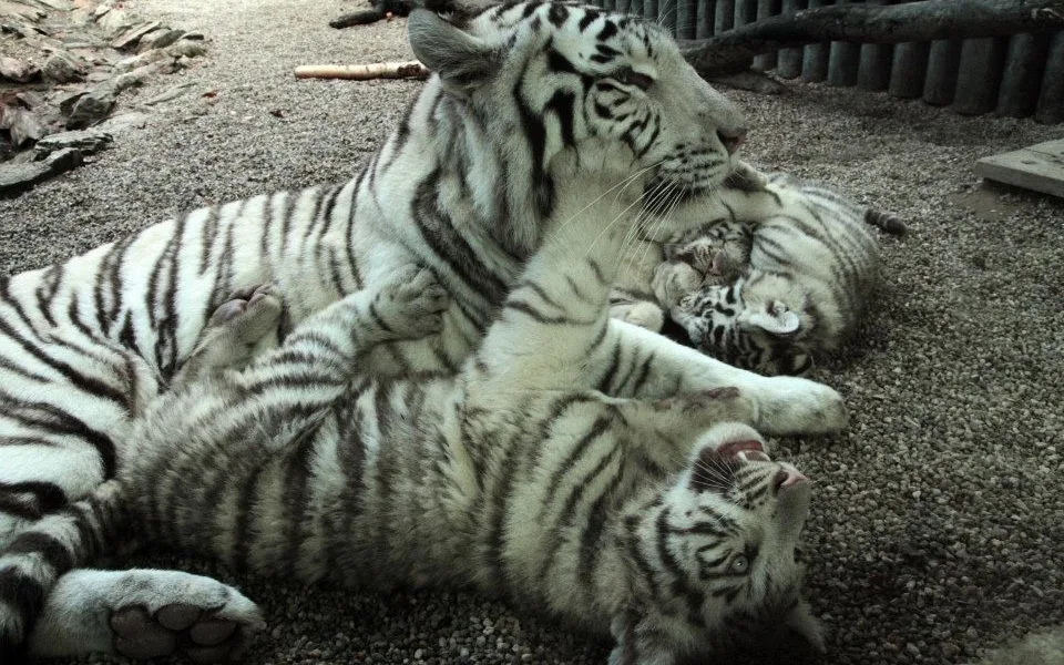 Ilustrační foto; Zoo Liberec