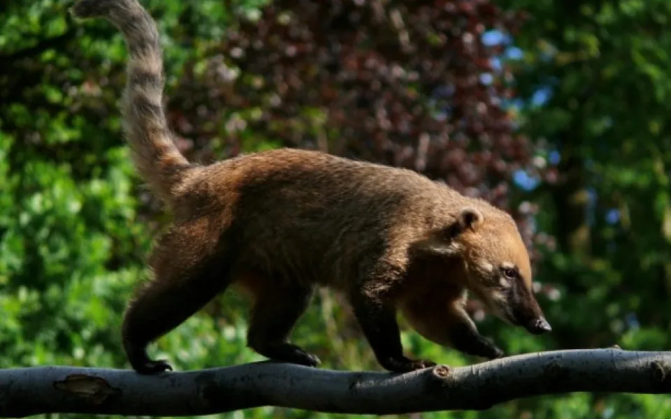 Nosál červený v liberecké zoo