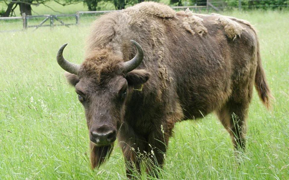 Zubři by mohli spásat louky, stát by ušetřil miliony, tvrdí vědci