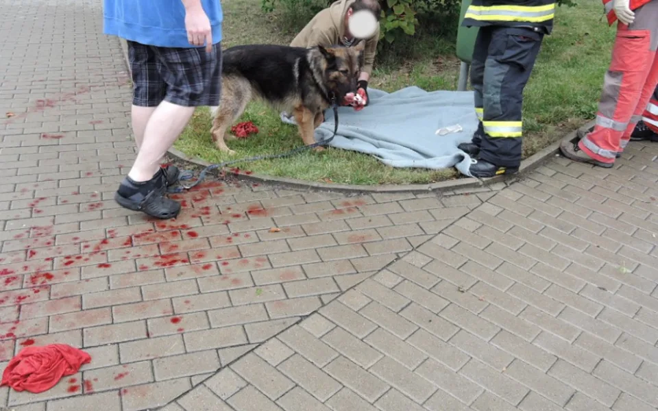 Nehoda dvou aut si vyžádala zranění jednoho člověka a psa