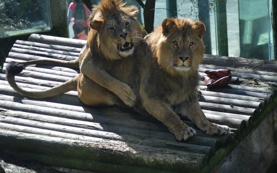 V liberecké zoo slavili lvi berberští třetí narozeniny