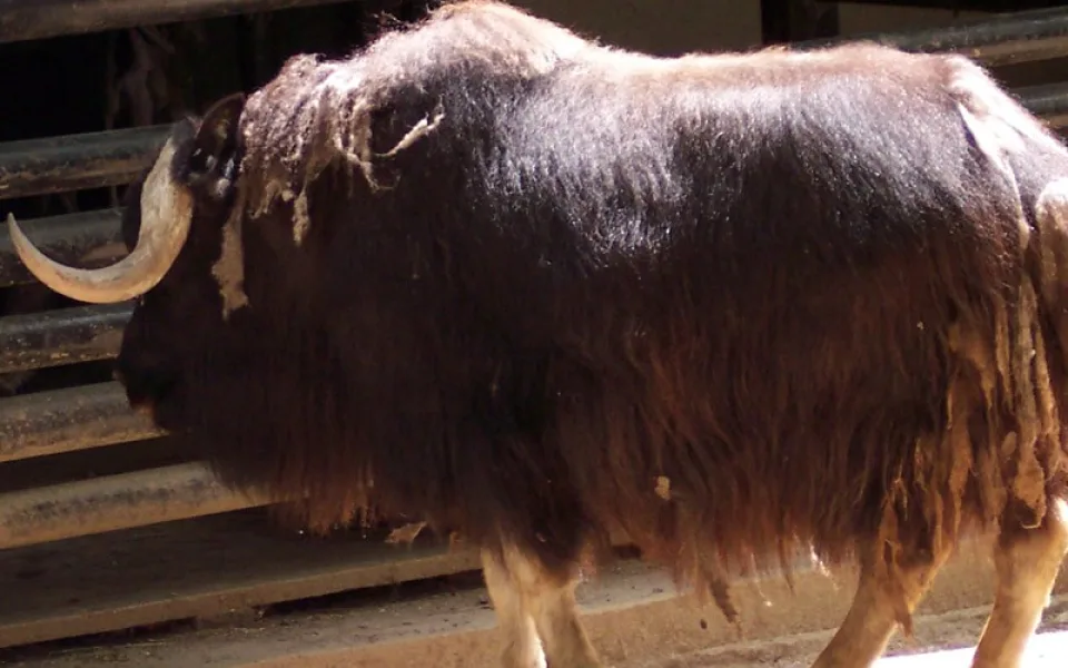 Liberecká zoo po více než čtvrtstoletí přestane chovat pižmoně