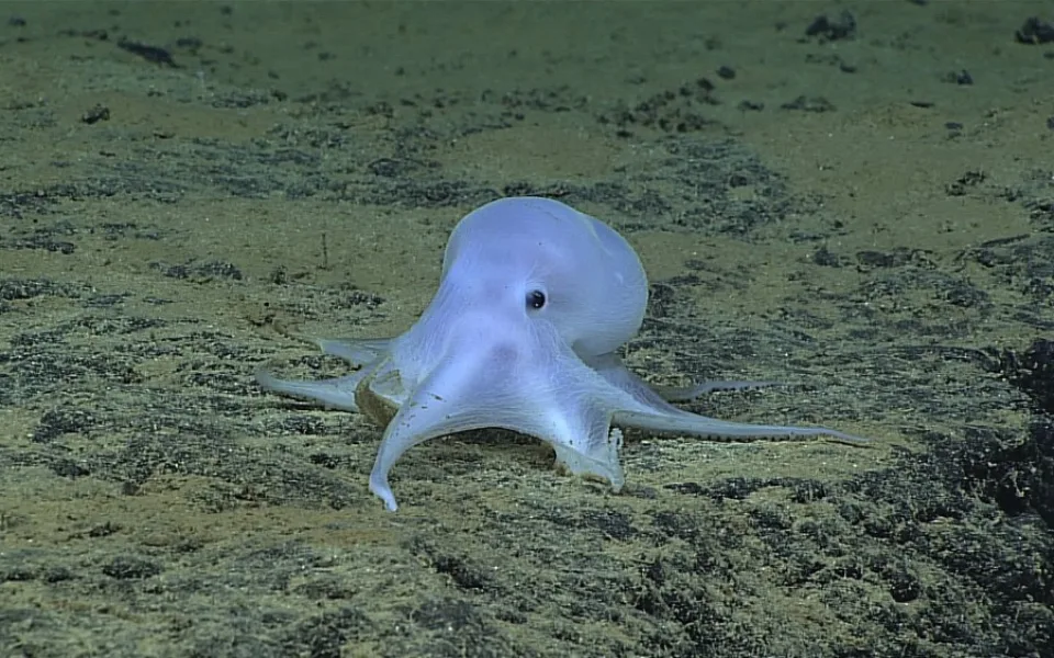 Chobotnice Casper