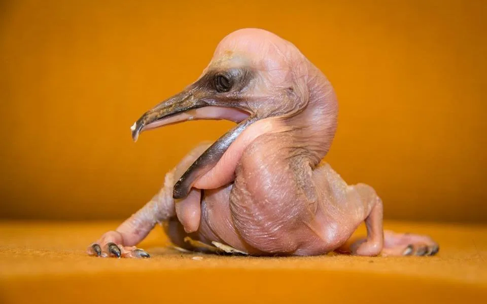 Zoologická zahrada se může pochlubit prvními letošními mláďaty
