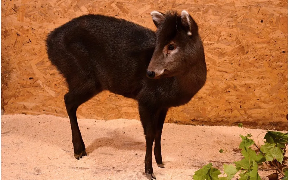 Zoologická zahrada získala ohroženého muntžaka chocholatého