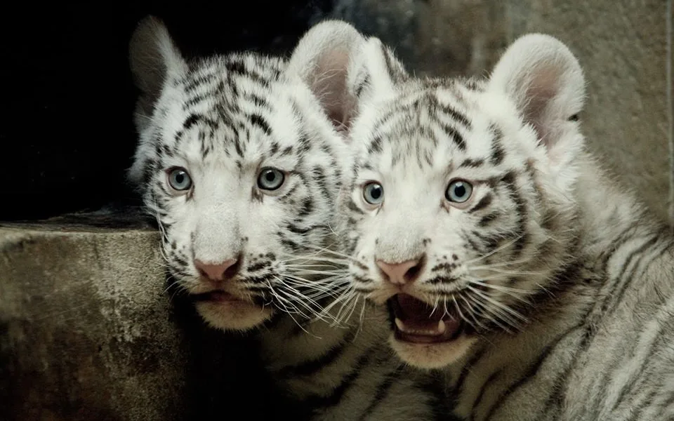 Z kilových koťátek jsou sedmdesátikilové šelmy. Tygřata z liberecké zoo slaví první narozeniny