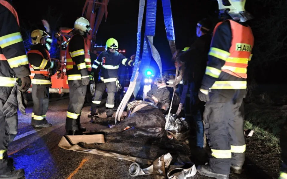 Kůň vběhl do cesty rozjeté dodávce, poraněné zvíře musel veterinář utratit