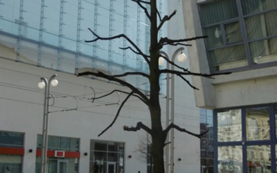 Poničená lípa.