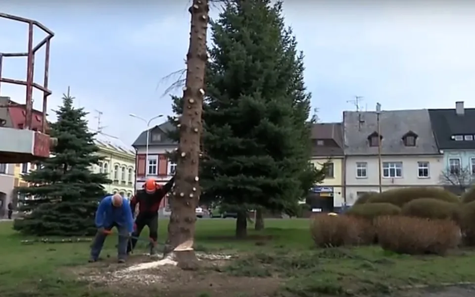 V Chrastavě pokáceli vánoční smrk. Nahradí ho menší kolega.
