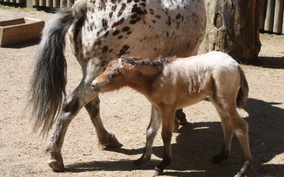 V liberecké zoo se po 11 letech narodila samice ohroženého osla