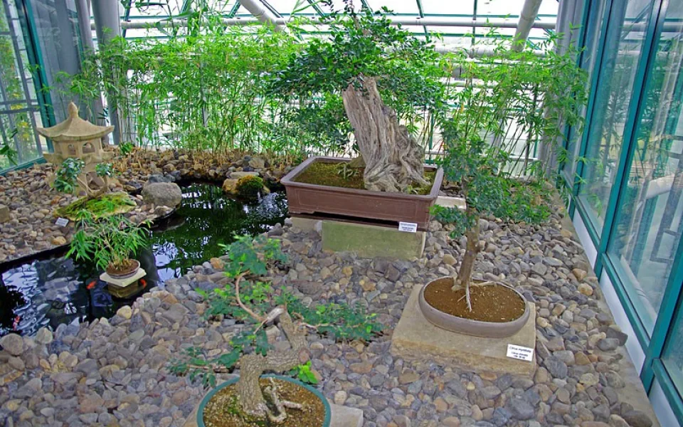 Botanická zahrada má v expozici dva unikáty, leknín a bonsaj starou 338 let