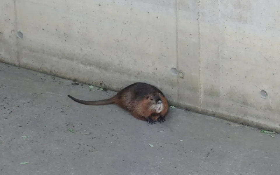 Nutrii vytáhli z požární nádrže až hasiči, sama by se ven nedostala.