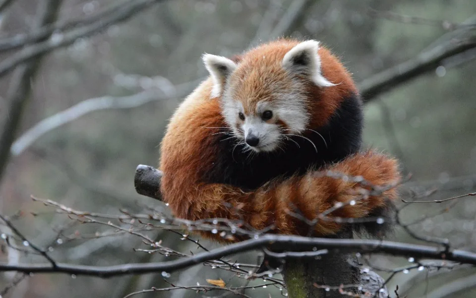 Panda červená v liberecké ZOO. 