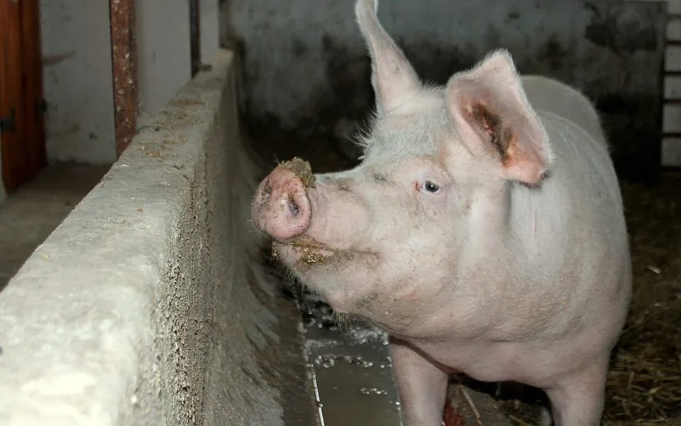 Růženka by mohla žít na farmě Naděje
