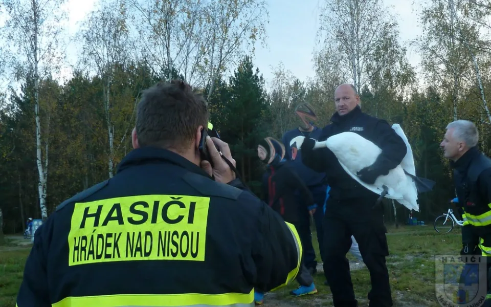 Labuť uvízla ve vlasci, pomoci jí dokázali až hrádečtí hasiči.