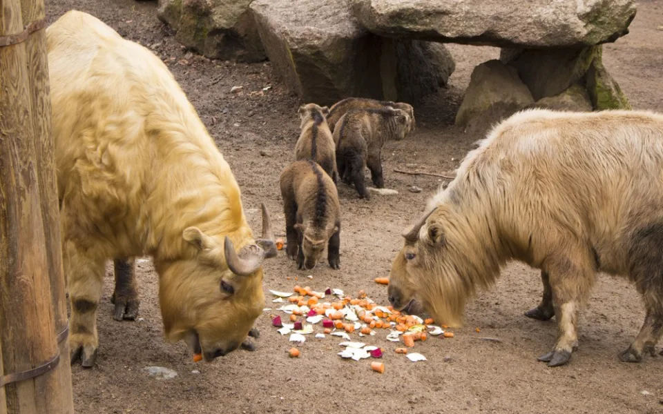S příchodem jara se v liberecké zoologické zahradě narodila další mláďata.