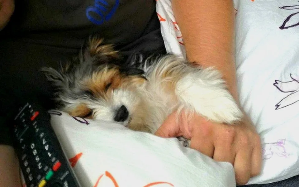 Phoebe