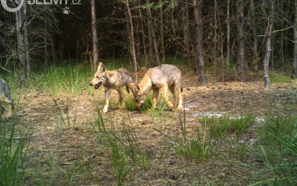 Vlčata z Máchova kraje zachycena fotopastí