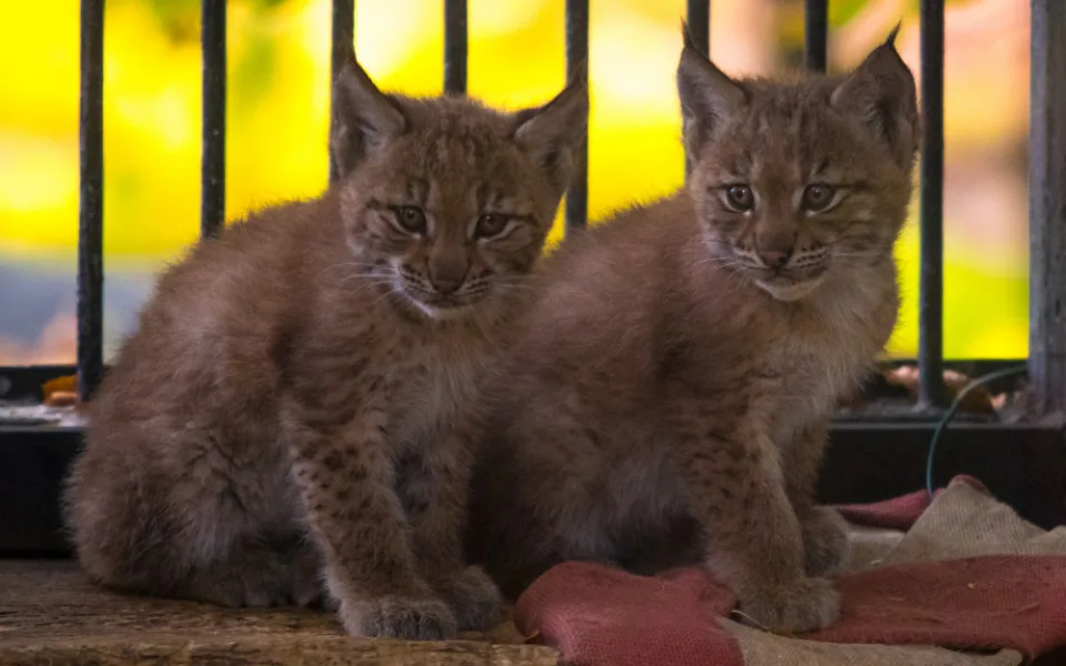 Mláďata rysů v liberecké zoo