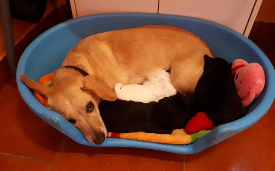 Spokojená psí maminka má u sebe už všechny štěňata