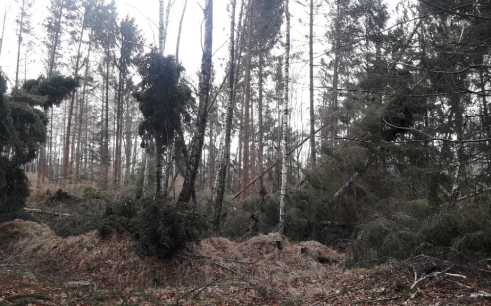 Foto polomů v lesích na Frýdlantsku
