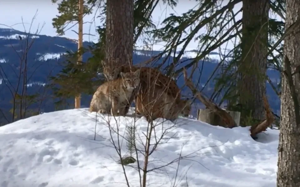 Český fotograf Vladimír Čech natočil na Šumavě spící rysí rodinku.