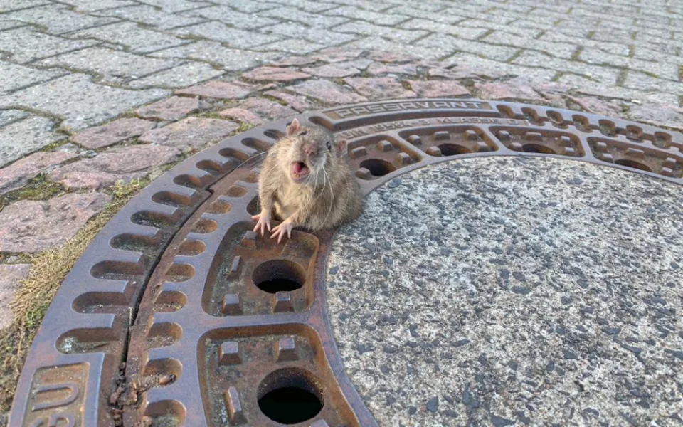 Hasiči v Německu zachránili uvízlého potkana.