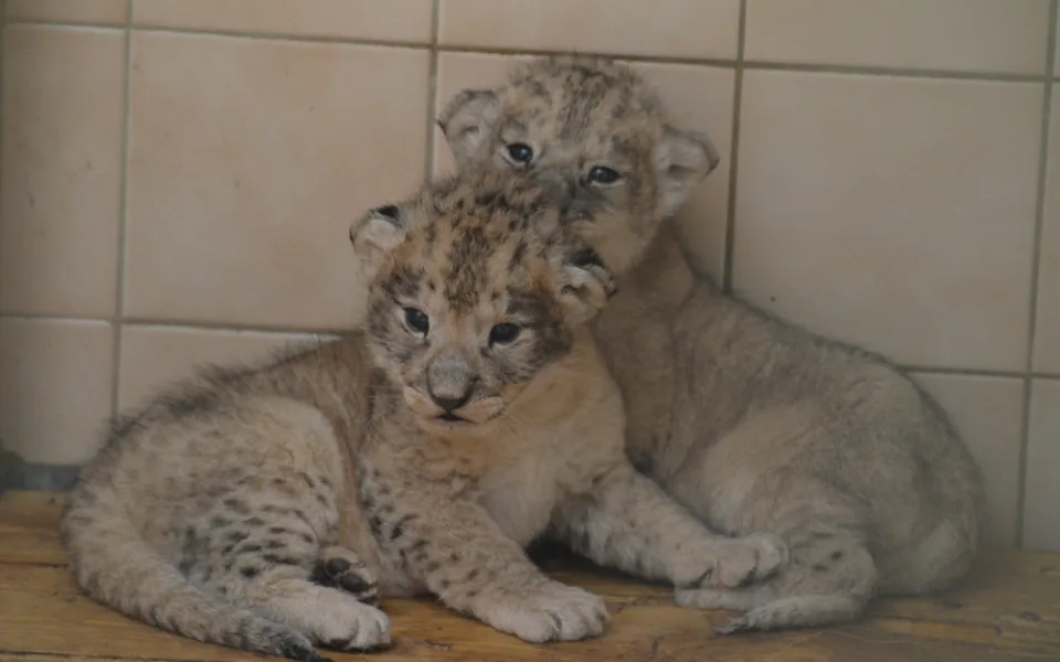 Lví máďata