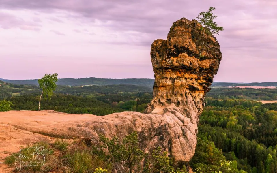Čapská palice