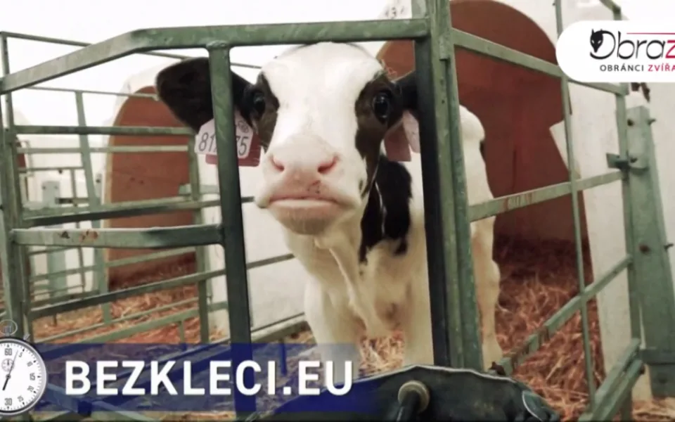Novými záběry chtějí Obránci zvířat podpořit iniciativu Konec doby klecové.