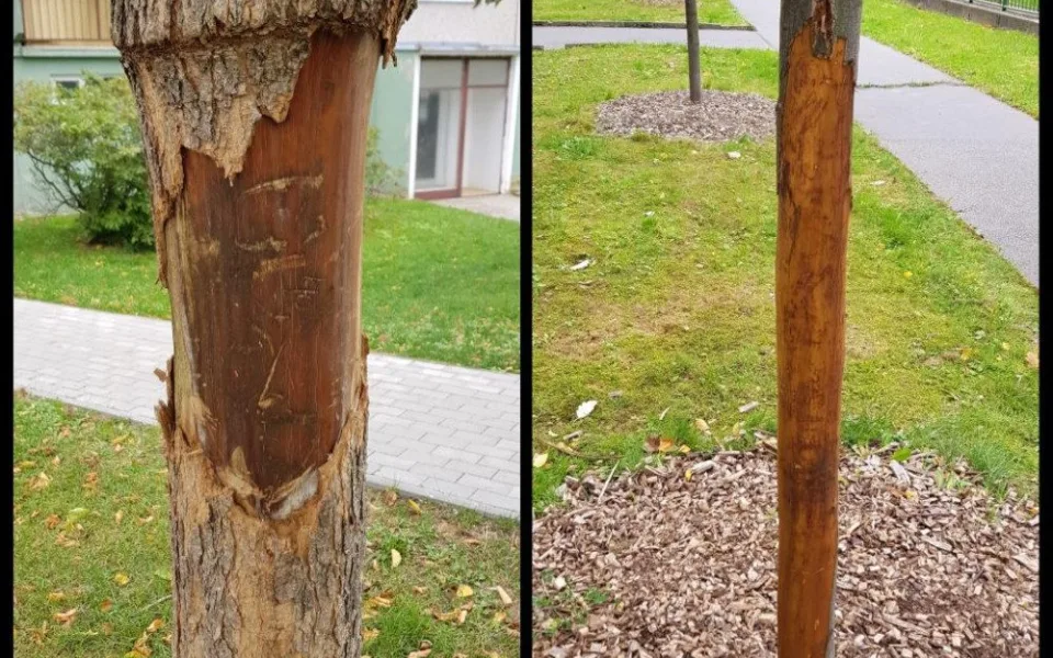 Poničené stromky na hejnickém sídlišti.