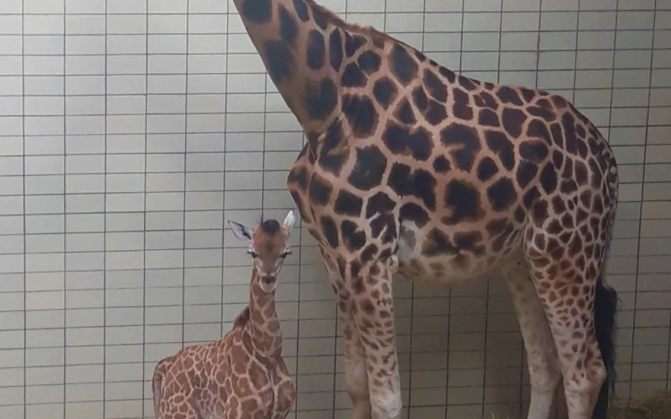 Novému mláďátku se v liberecké zoo daří.