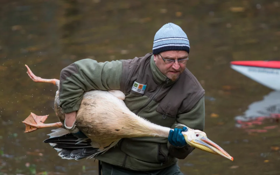 Odchyt pelikánů v liberecké zoo je zážitek.