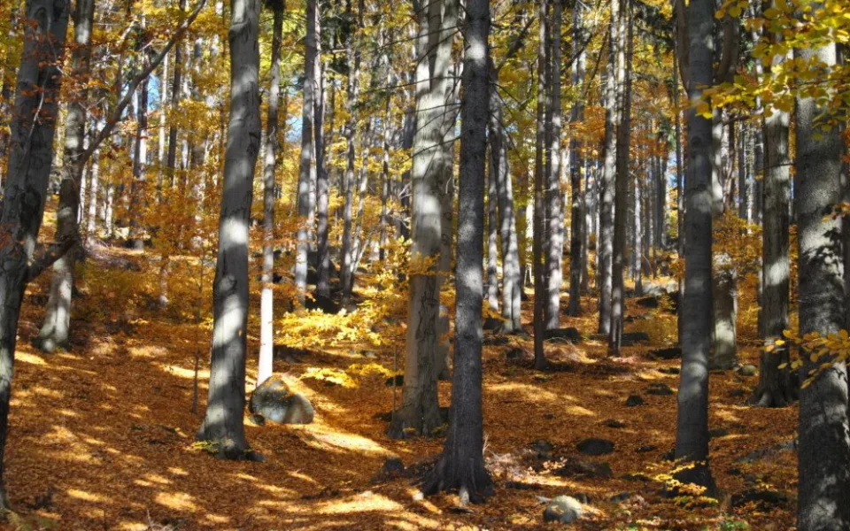 JIzerskohorské bučiny