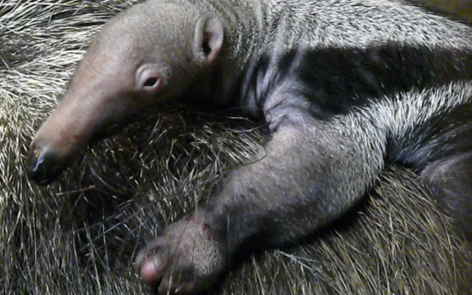 Mládě mravenečníka v liberecké zoo