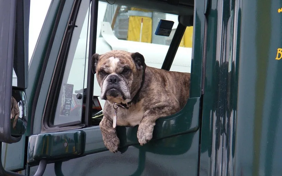 dog-916421_640